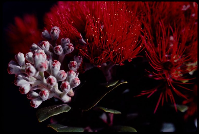 MA_I516697_TePapa_Flowers-on-a-New-Zealand_preview